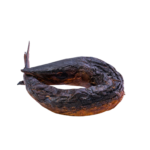 Dried Baracuda Fish