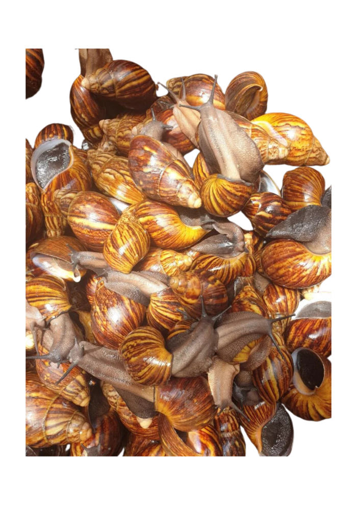 Extra Large Snail - Image 2