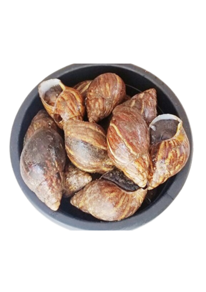 Extra Large Snail