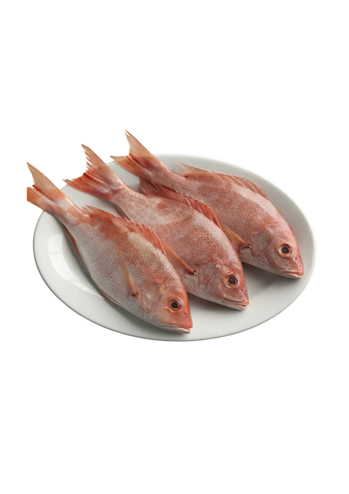 Red Snapper